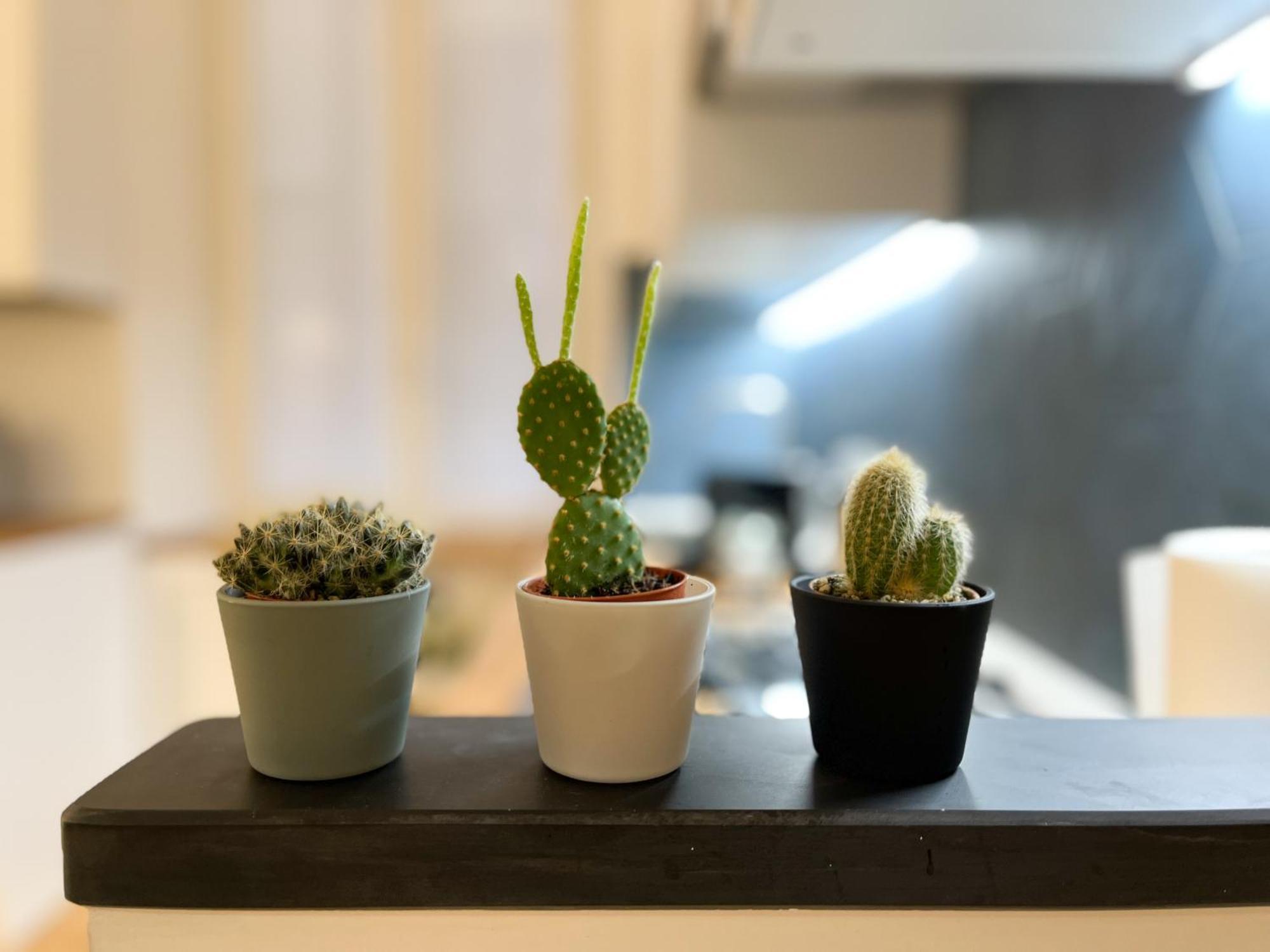 Apartamento Caruggi Dream